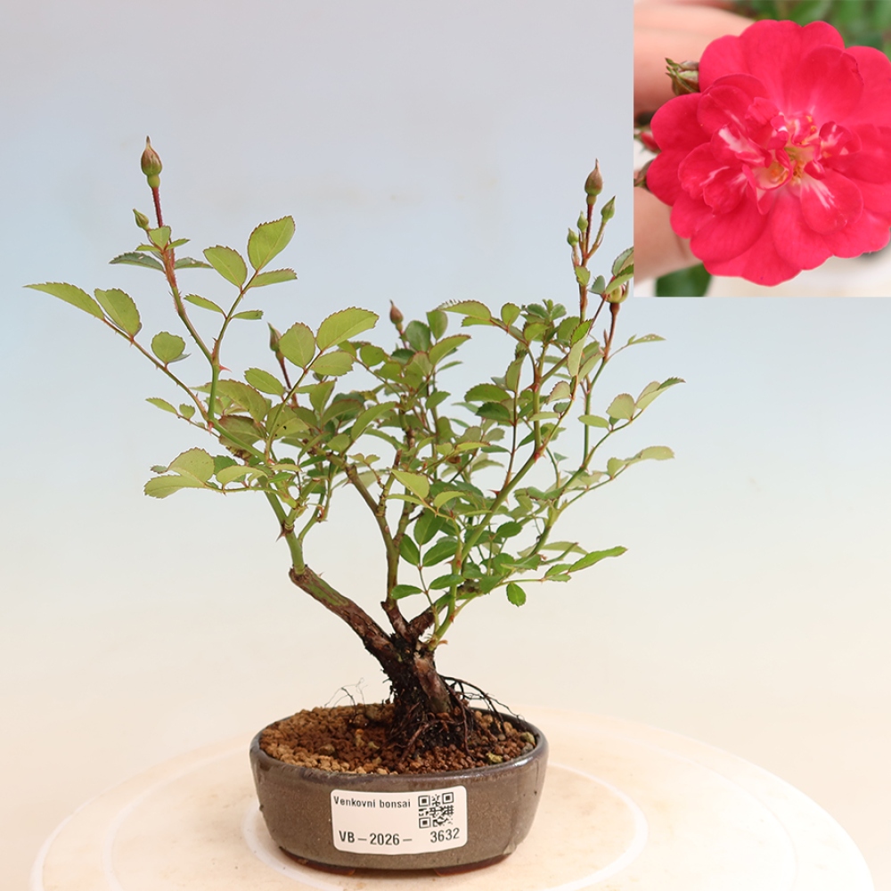 Bonsai da esterno - Rosa Kordes - rosa