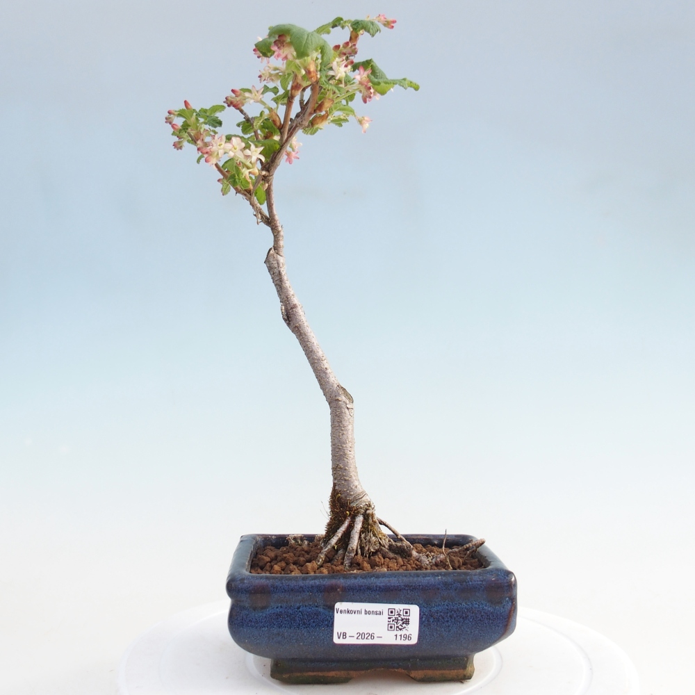Bonsai da esterno - Ribes sanguneum