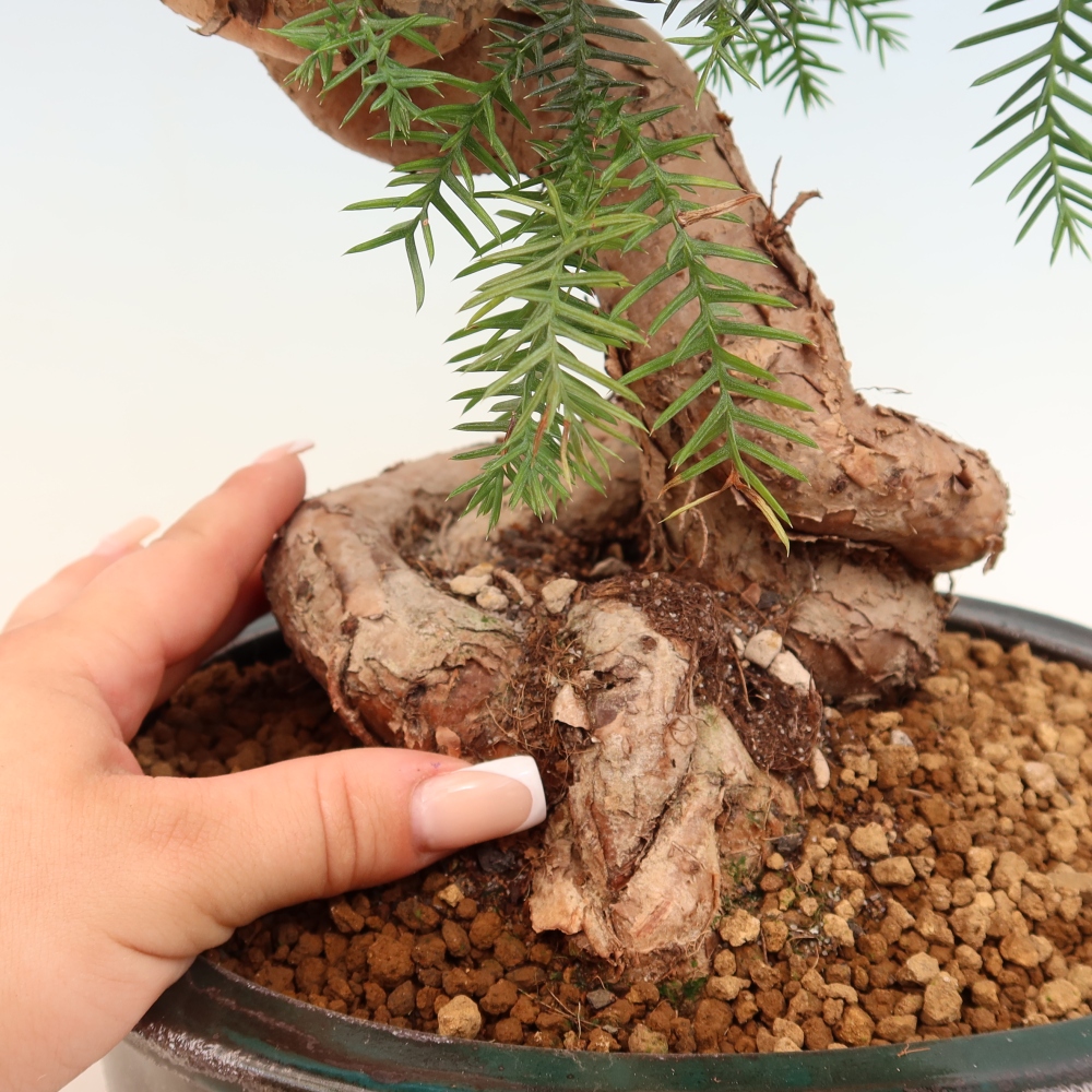 Bonsai da camera - Araucaria - Abete da camera