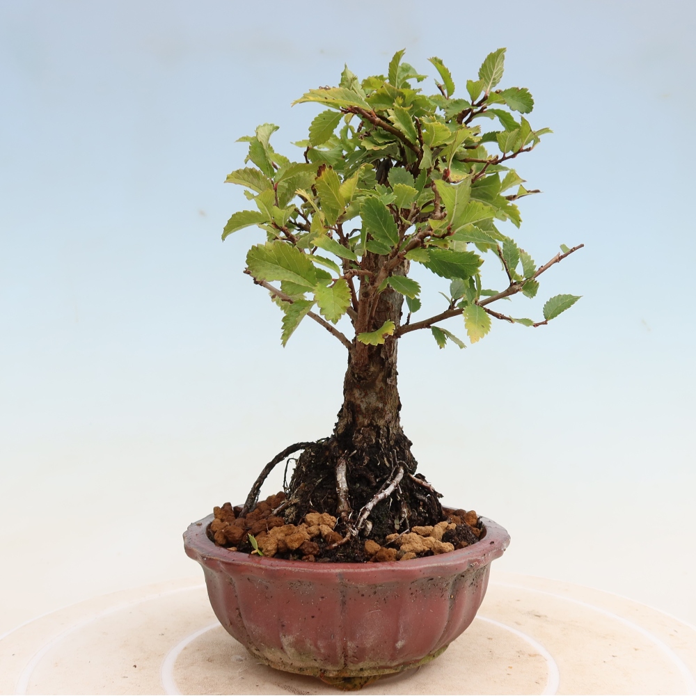 Bonsai da esterno - Zelkova - Zelkova NIRE