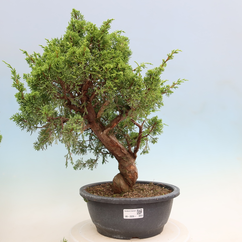 Bonsai da esterno - Juniperus chinensis Itoigawa-Juniperus chinensis