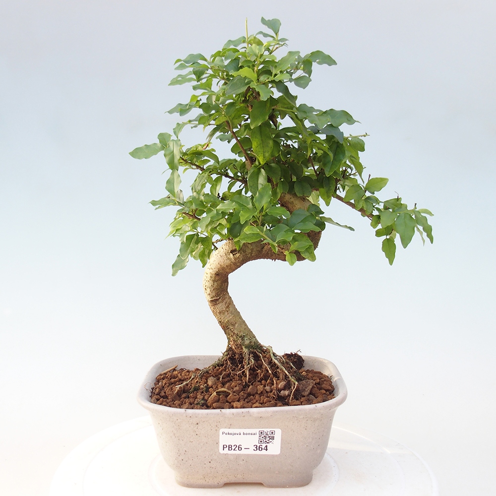 Camera bonsai -Ligustrum chinensis - Becco d'uccello