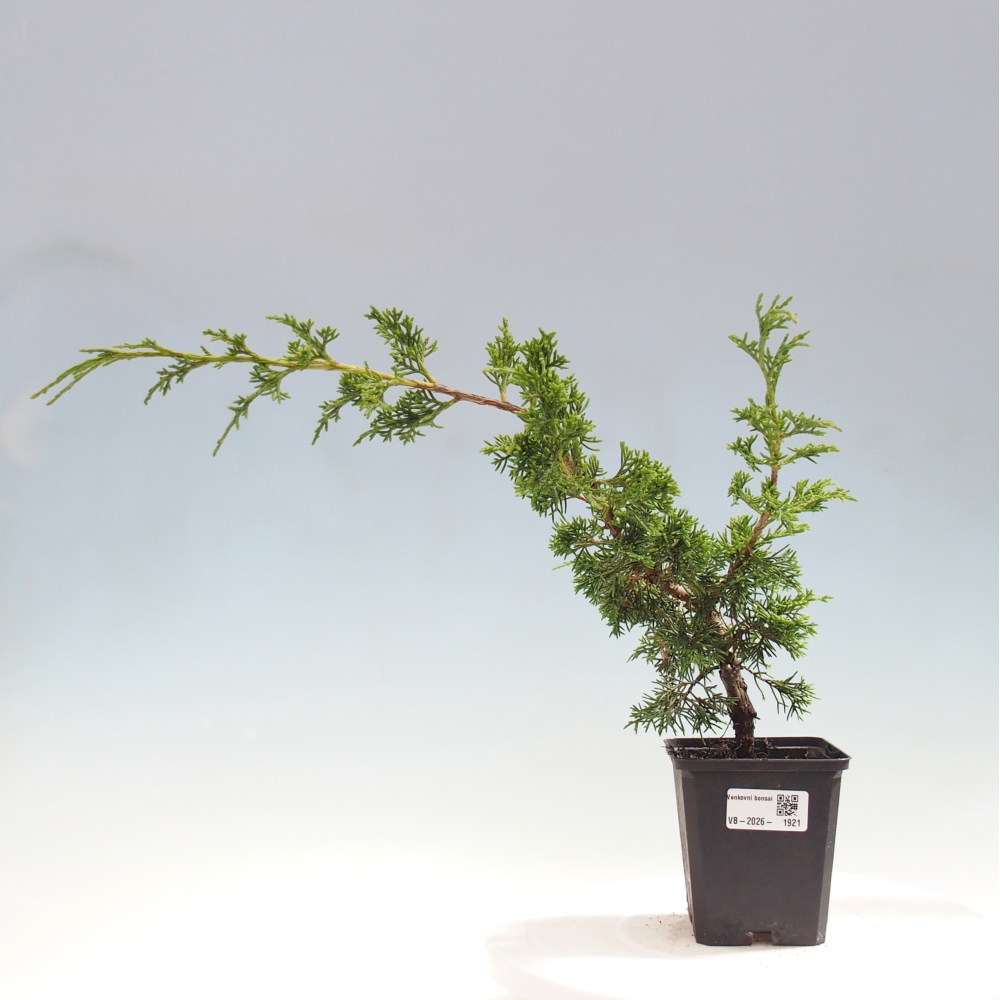 Bonsai da esterno - Juniperus chinensis Itoigawa