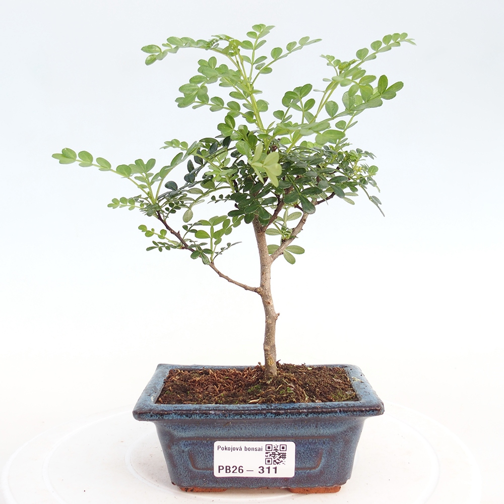 Camera bonsai - Zantoxylum piperitum - albero del pepe