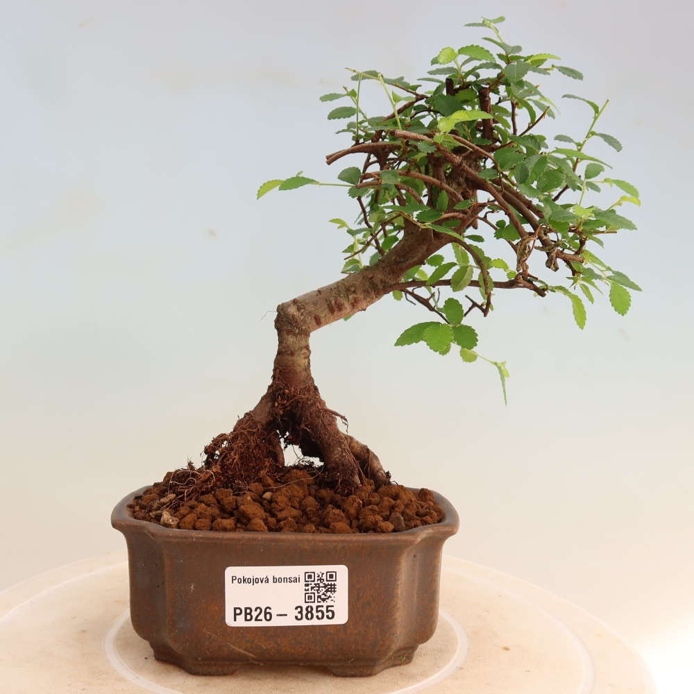 Camera bonsai - Ulmus parvifolia - Olmo a foglie piccole