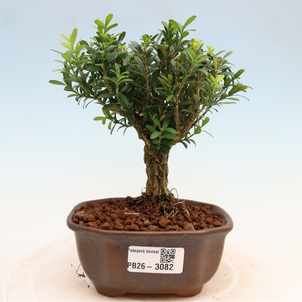 Camera bonsai - Buxus harlandii - buxus da sughero