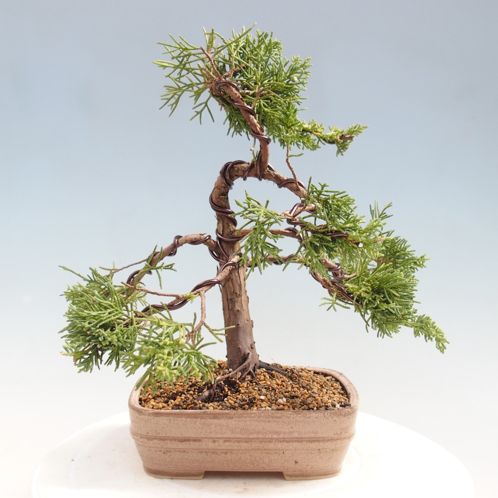 Bonsai da esterno - Juniperus chinensis Kishu