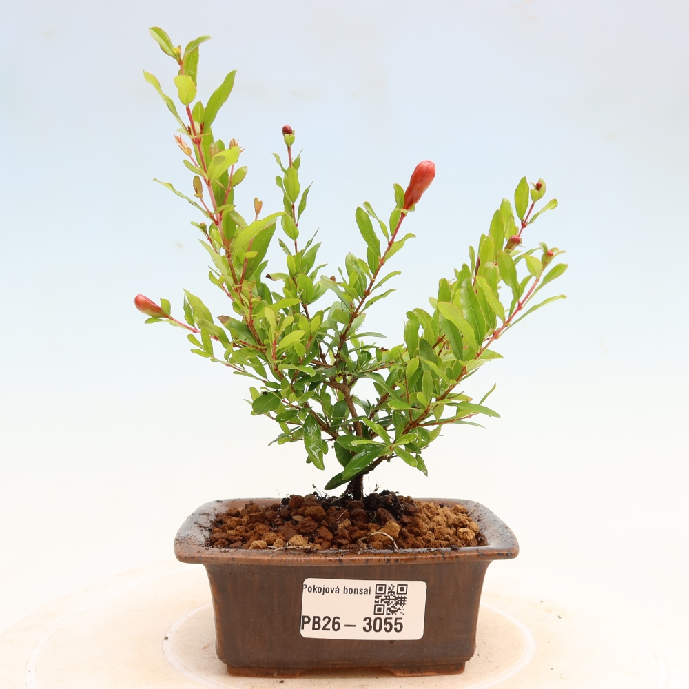 Camera bonsai-PUNICA granatum nana-Mela granata