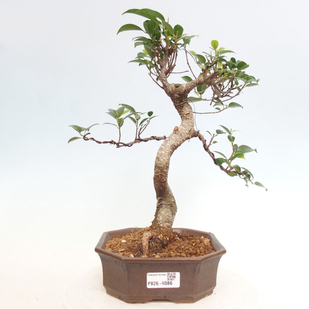 Camera bonsai - Ficus retusa - ficus a foglie piccole