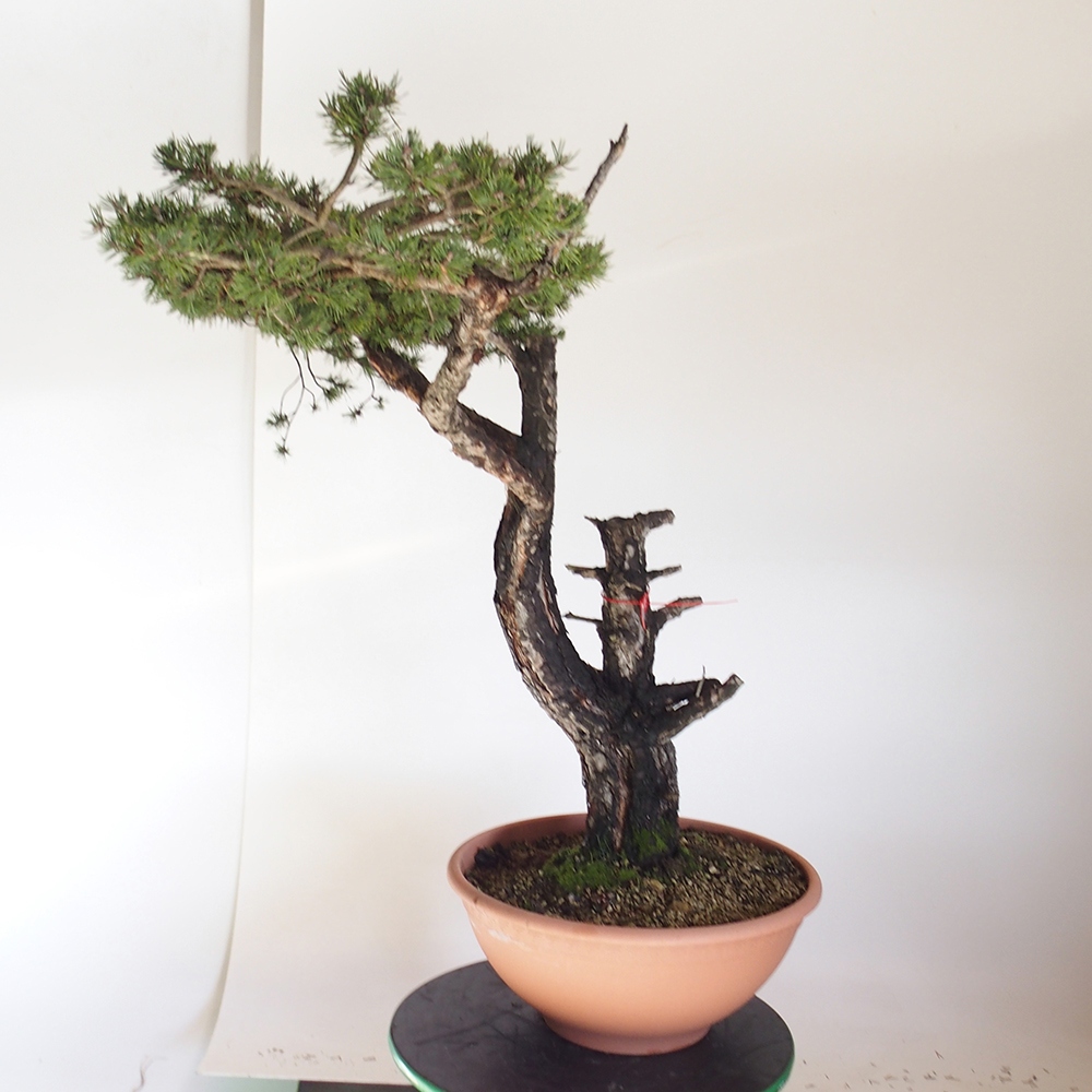 Yamadori - Pinus sylvestris Spagna
