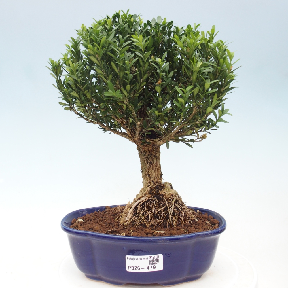 Camera bonsai - Buxus harlandii - buxus da sughero