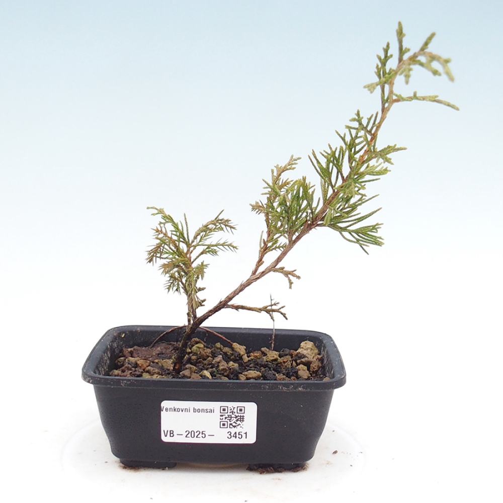 Bonsai da esterno - Juniperus chinensis Itoigawa