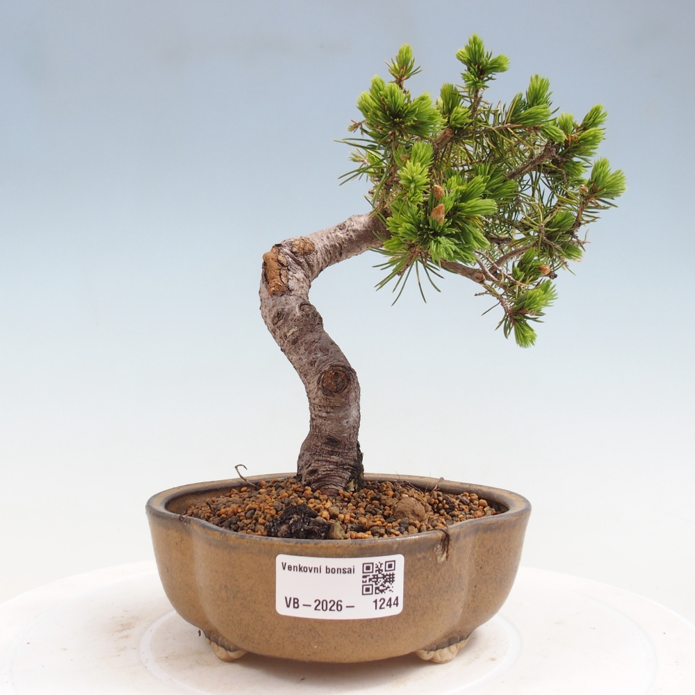 Bonsai da esterno - Abete rosso - Picea glauca globo