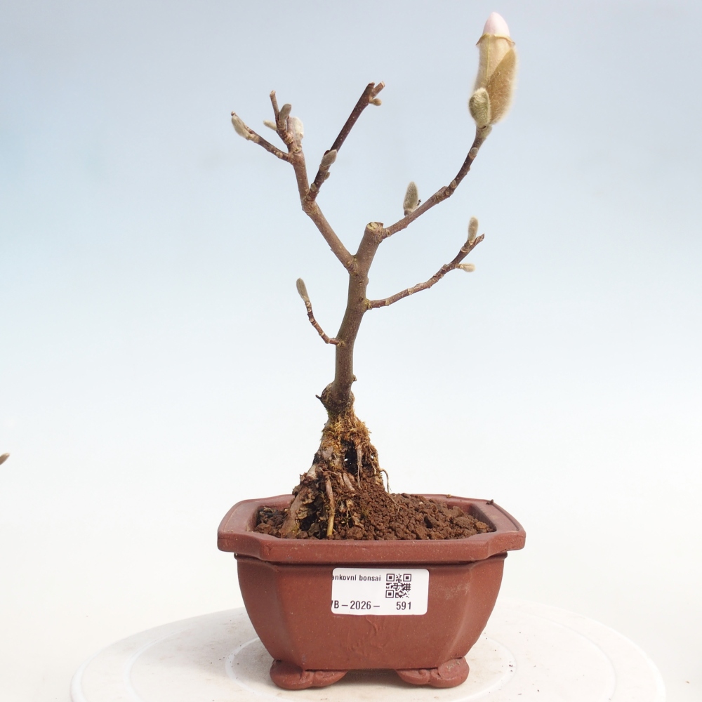 Bonsai da esterno - Magnolia stellata