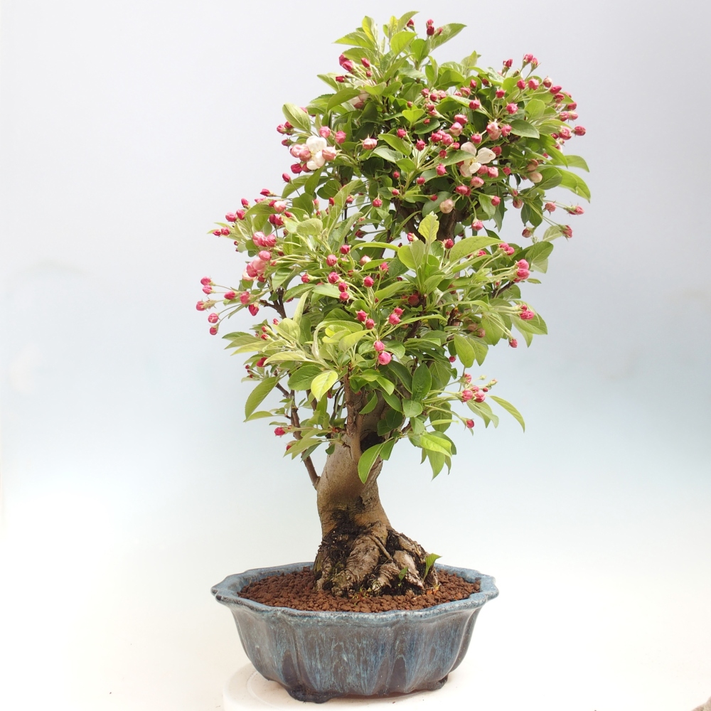 Bonsai da esterno -Malus halliana - Melo a frutto piccolo