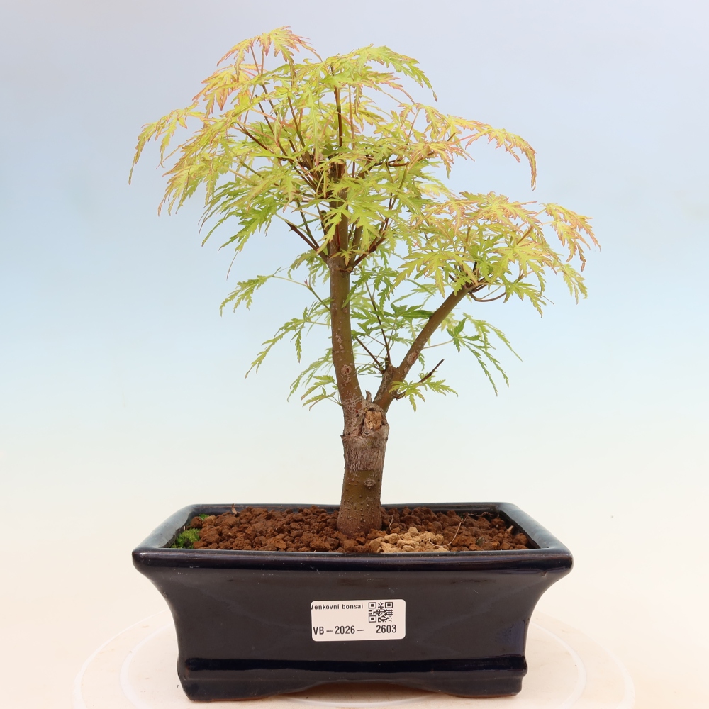 Bonsai da esterno - Acer palmatum Dissectum