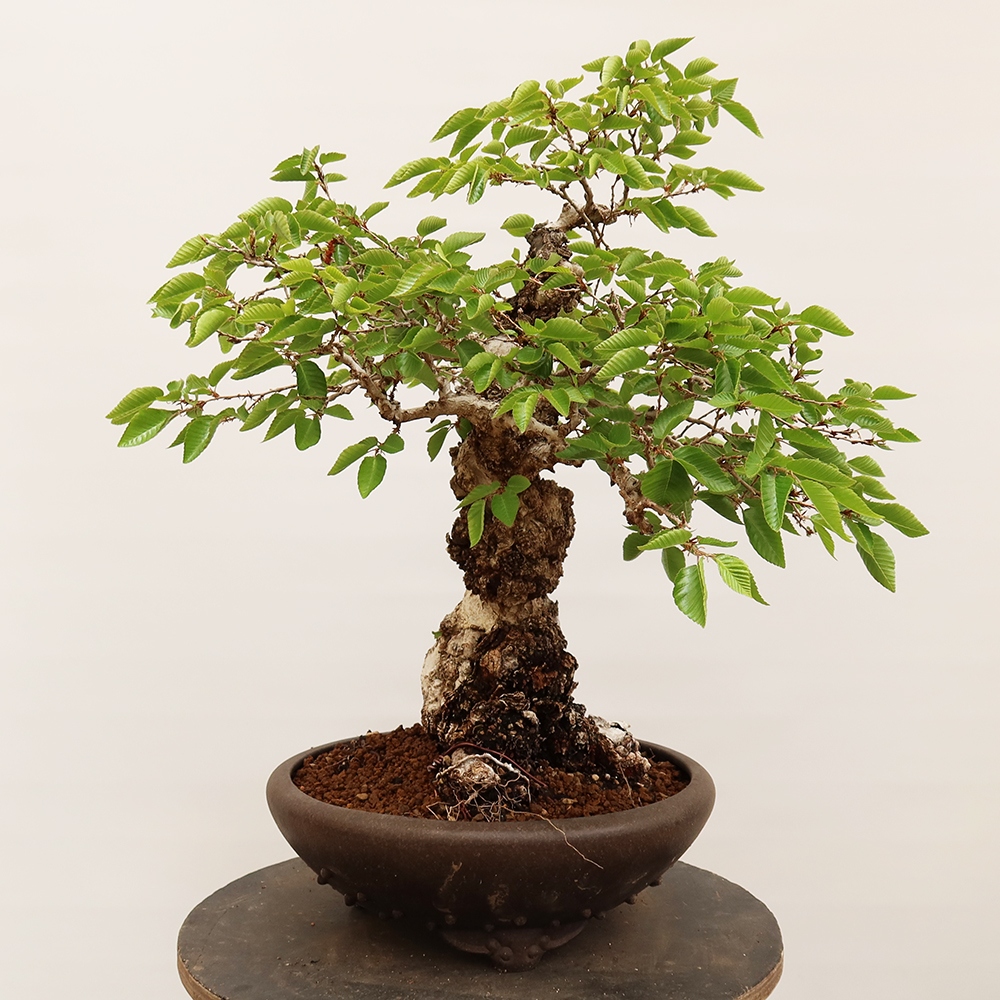 Bonsai da esterno -Carpinus Coreana - Carpino coreano