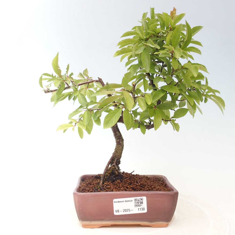 Bonsai da esterno - Prunus spinosa
