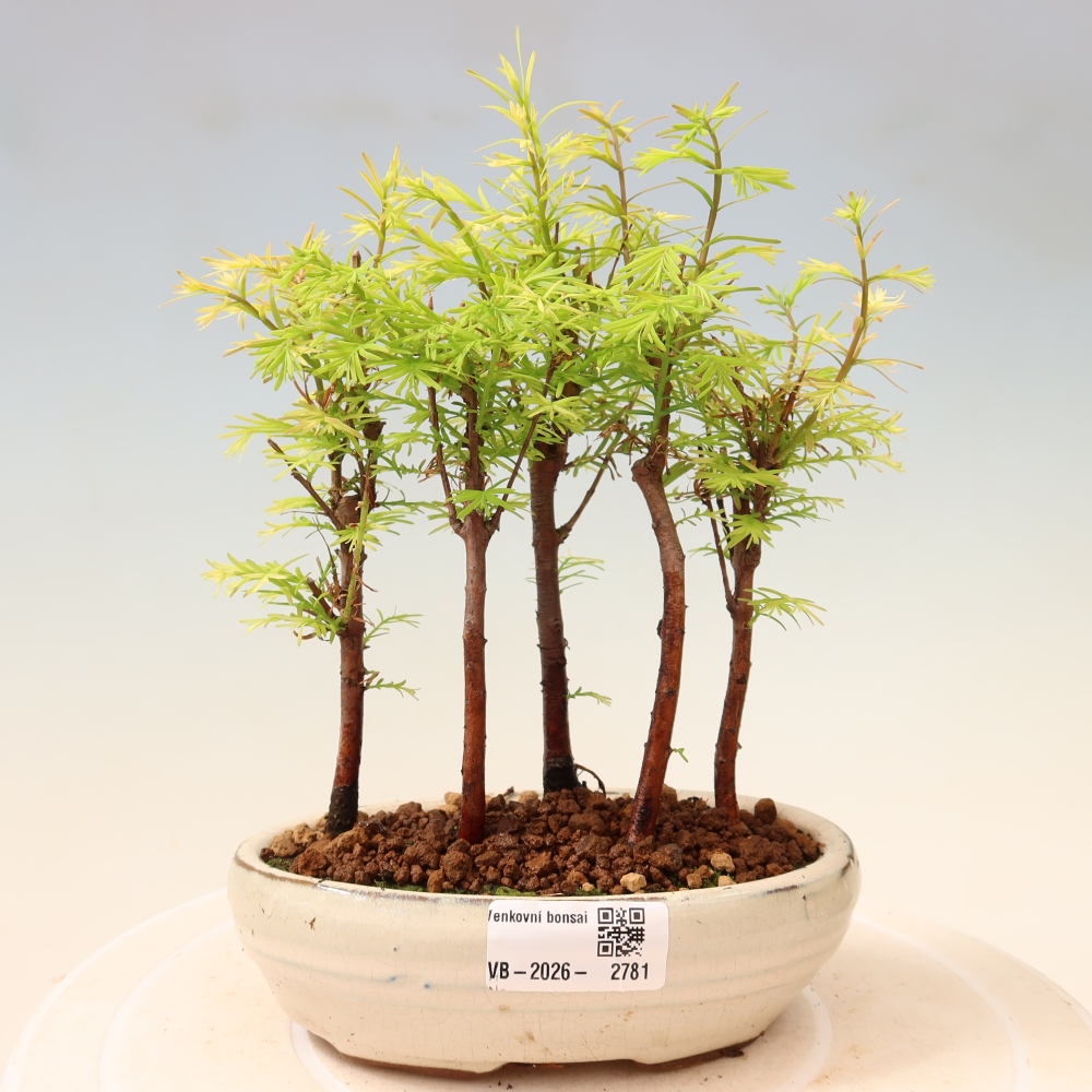 Bonsai da esterno - Metasequoia glyptostroboides - Metasequoia cinese - boschetto