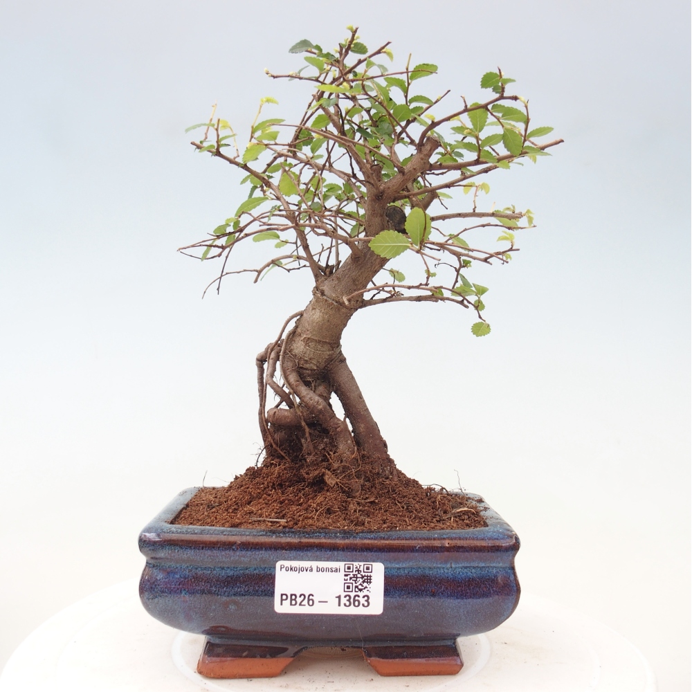 Camera bonsai - Ulmus parvifolia - Olmo a foglie piccole