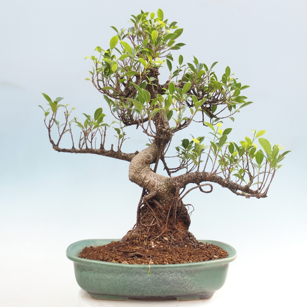 Camera bonsai - Ficus kimmen - ficus a foglie piccole