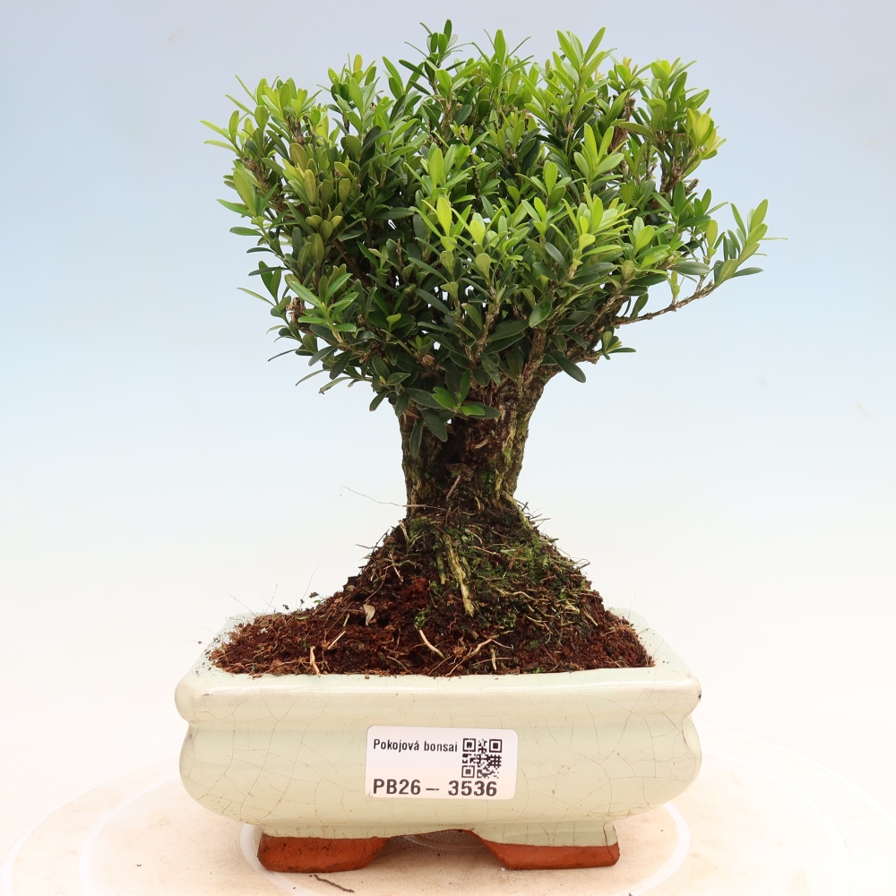 Camera bonsai - Buxus harlandii - buxus da sughero