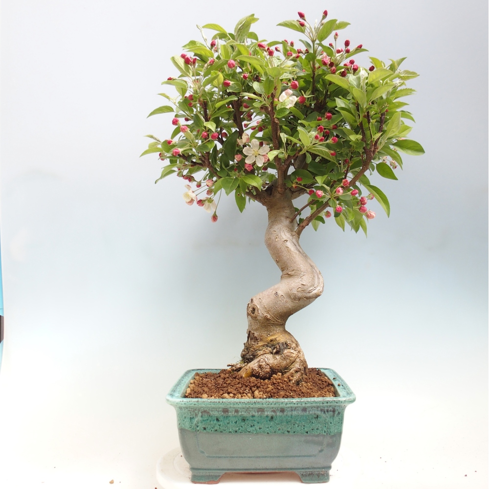 Bonsai da esterno -Malus halliana - Melo a frutto piccolo