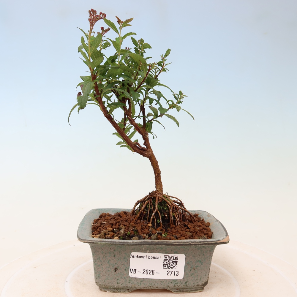 Bonsai da esterno - Spirea giapponese - Spirea japonica Anthony Waterer