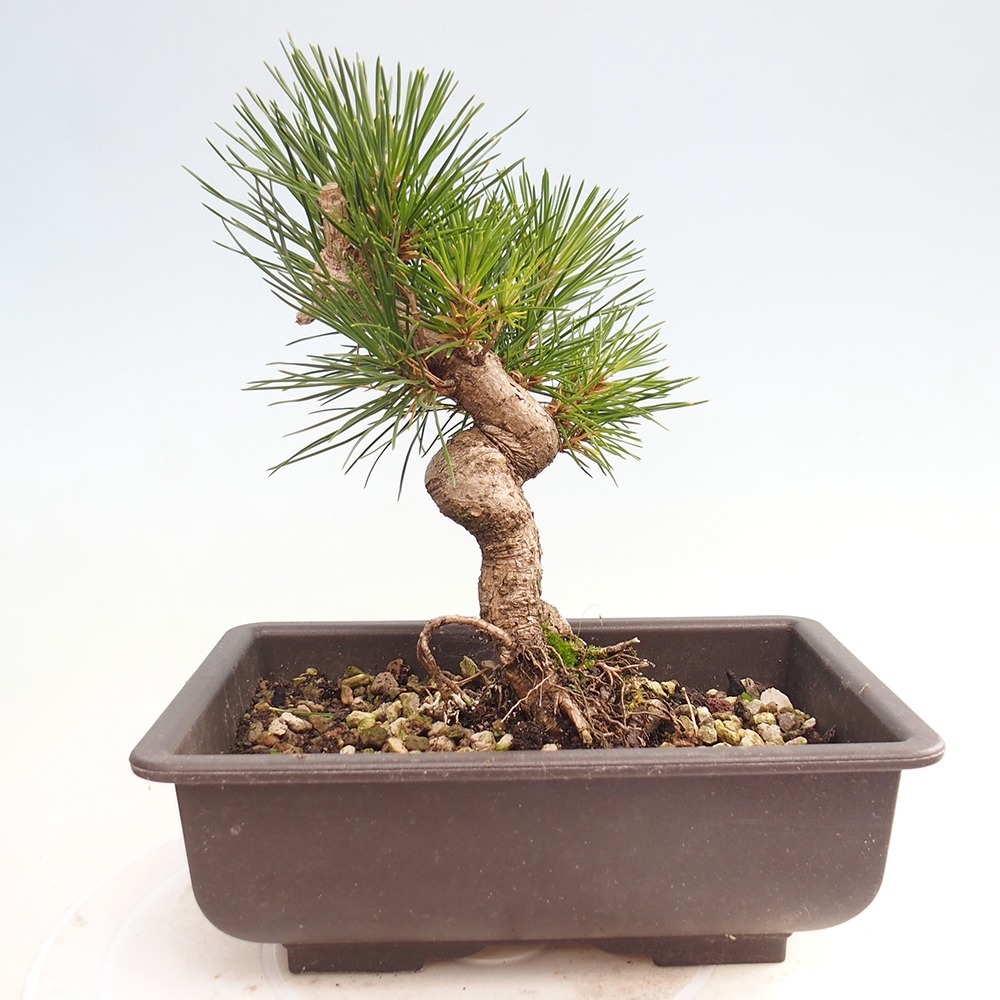 Bonsai da esterno - Pinus thunbergii - Pino di Thunberg