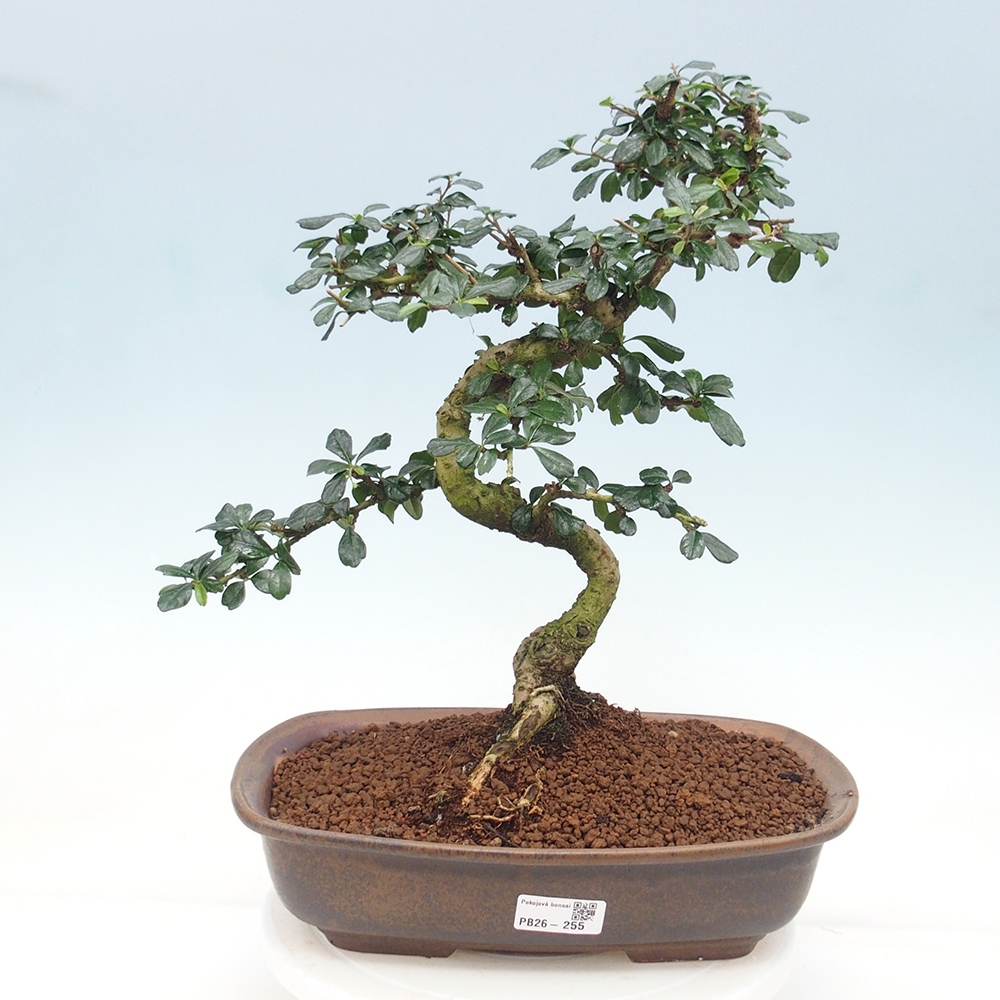 Camera bonsai - Carmona macrophylla - Tea fuki