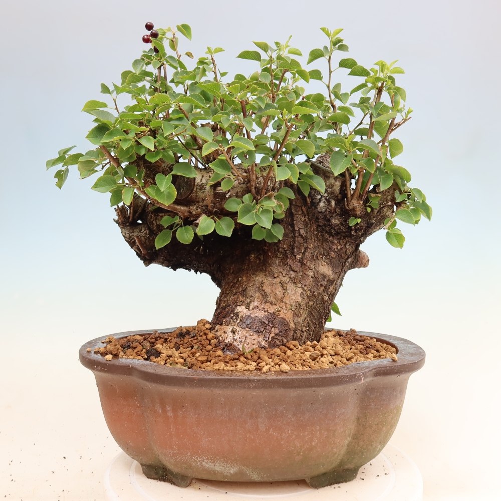 Bonsai da esterno - Mahalebka - Prunus mahaleb