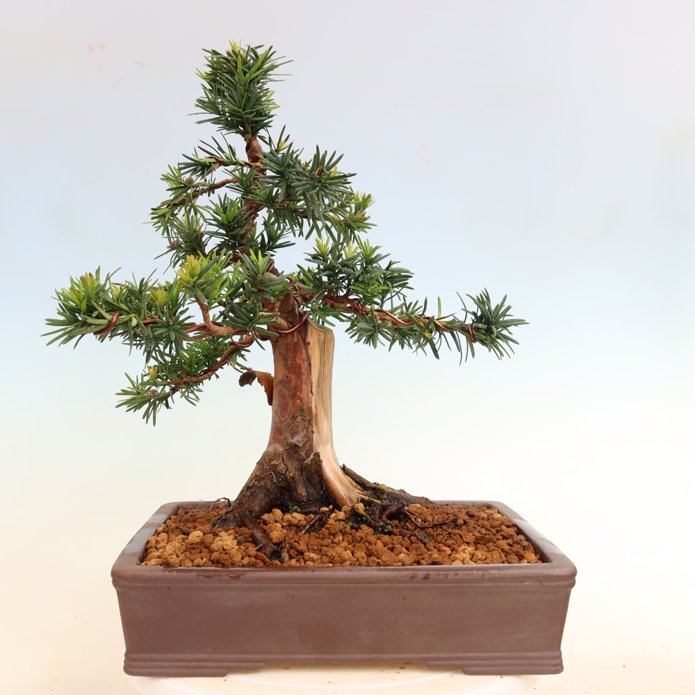 Bonsai da esterno - Taxus cuspidata - Tasso giapponese