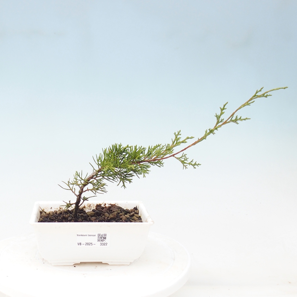 Bonsai da esterno - Juniperus chinensis Itoigawa