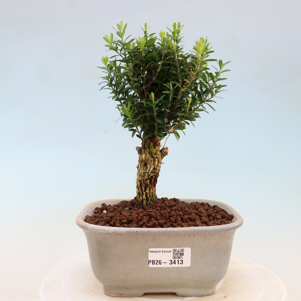 Camera bonsai - Buxus harlandii - buxus da sughero