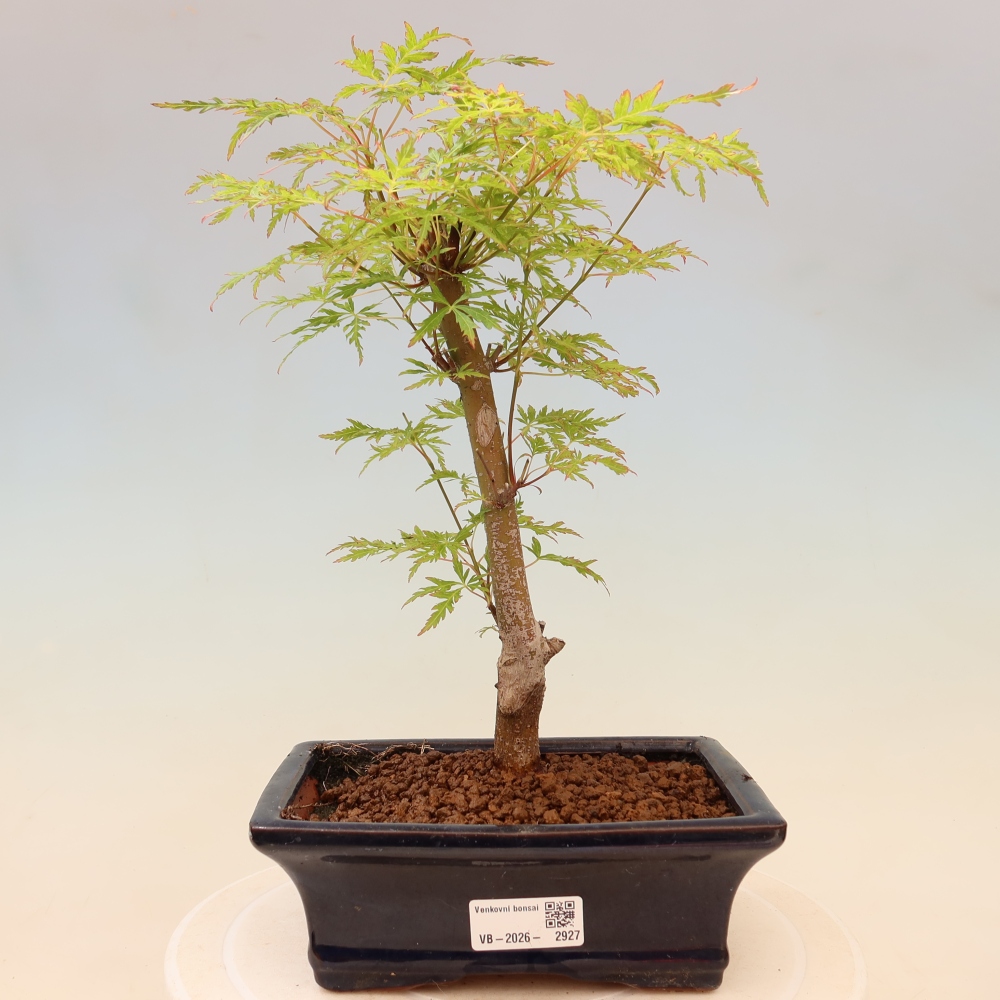 Bonsai da esterno - Acer palmatum Dissectum