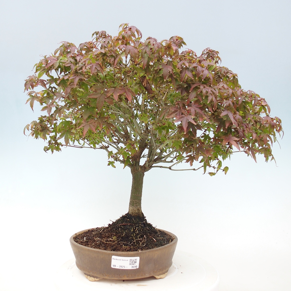 Acer palmatum KIOHIME - Acero palmato