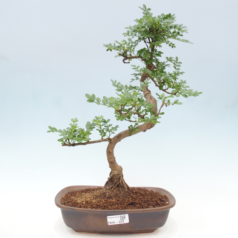 Camera bonsai - Zantoxylum piperitum - albero del pepe