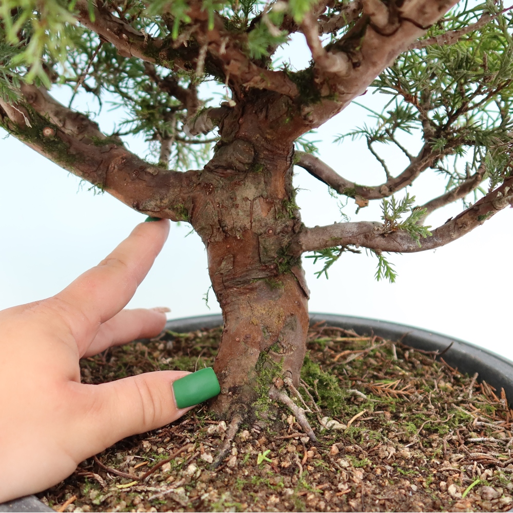 Bonsai da esterno - Juniperus chinensis Itoigawa-Juniperus chinensis