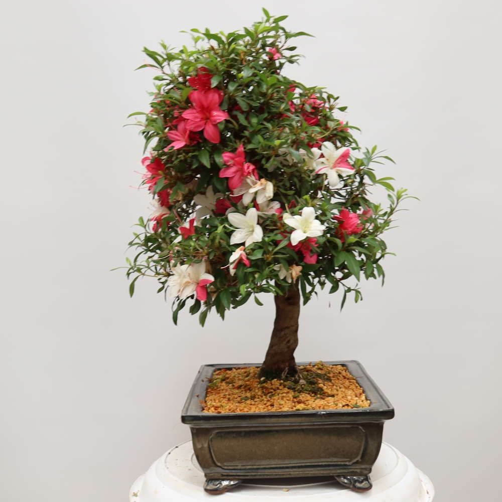 Bonsai da esterno - Azalea giapponese - Azalea satsuki