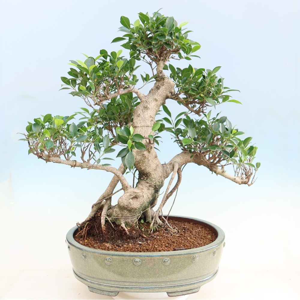 Camera bonsai - Ficus kimmen - ficus a foglie piccole