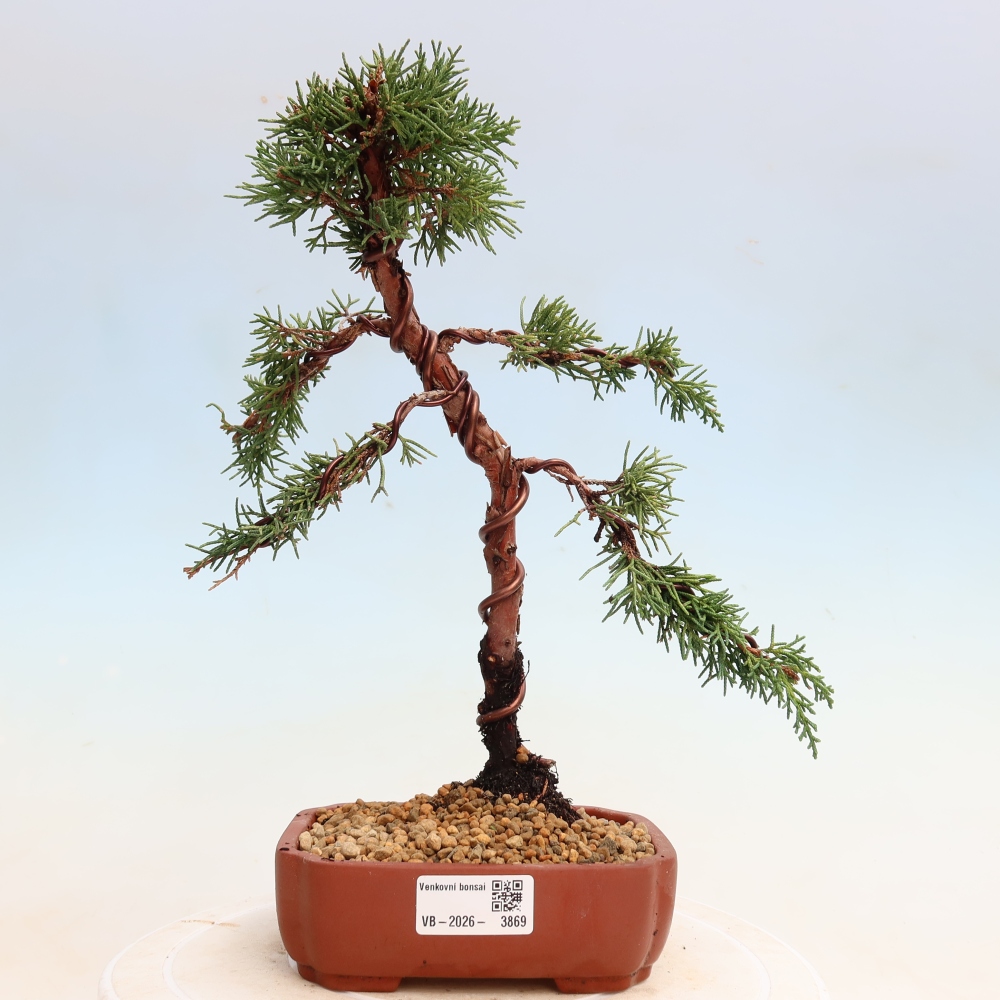 Bonsai da esterno - Juniperus chinensis Kishu