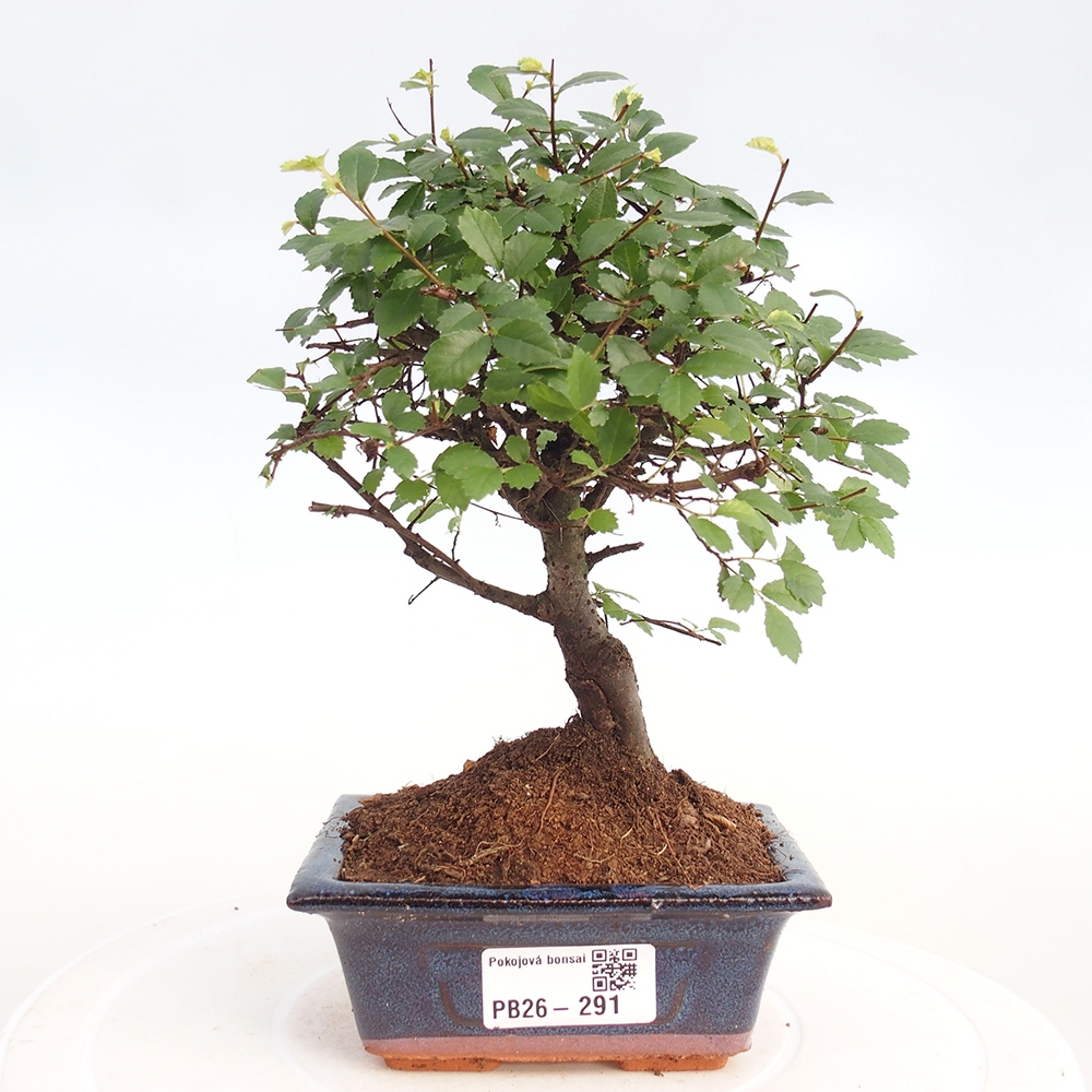 Camera bonsai - Ulmus parvifolia - Olmo a foglie piccole