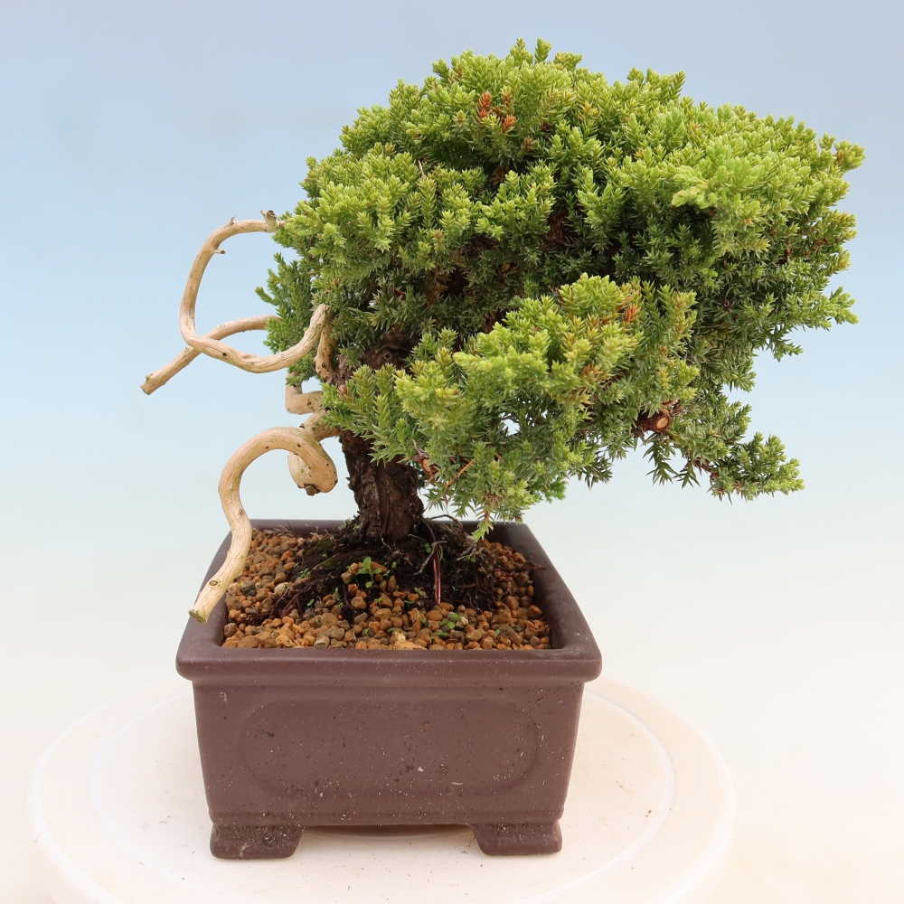 Bonsai da esterno - Juniperus procumbens - Juniperus procumbens
