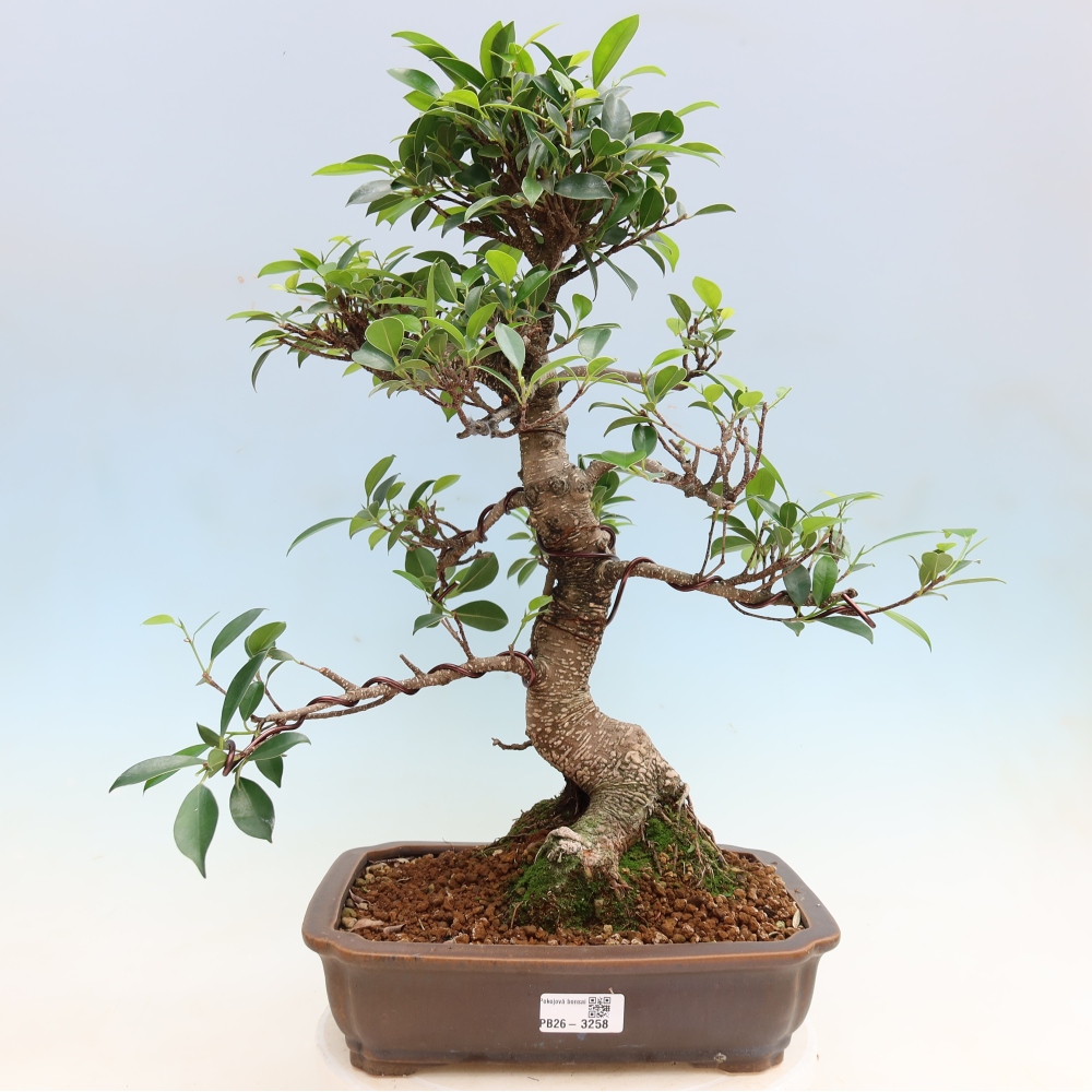 Camera bonsai - Ficus kimmen - ficus a foglie piccole