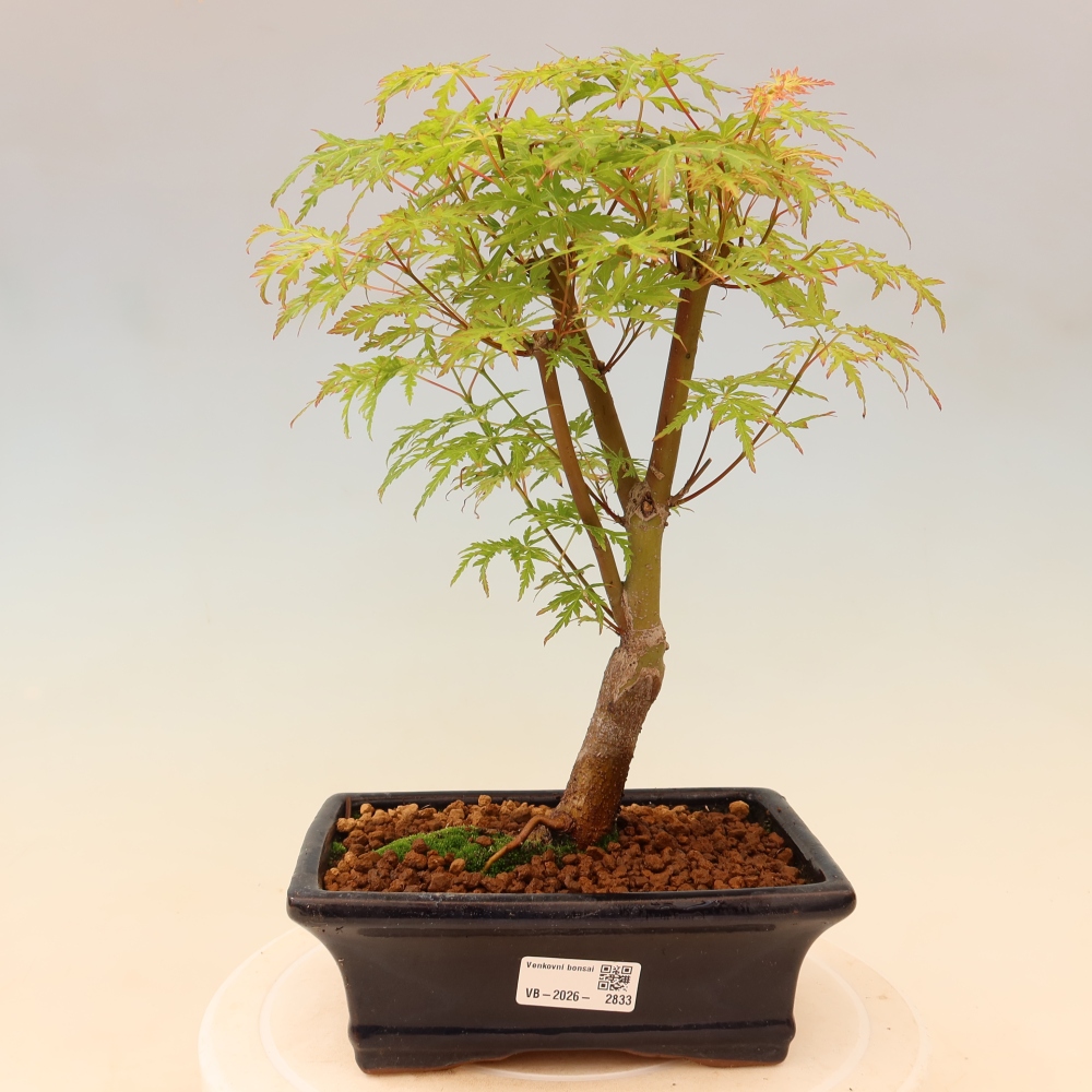 Bonsai da esterno - Acer palmatum Dissectum