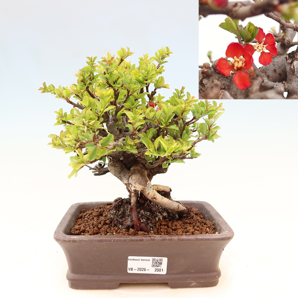 Bonsai da esterno - Chaneomeles speciosa Chojubai