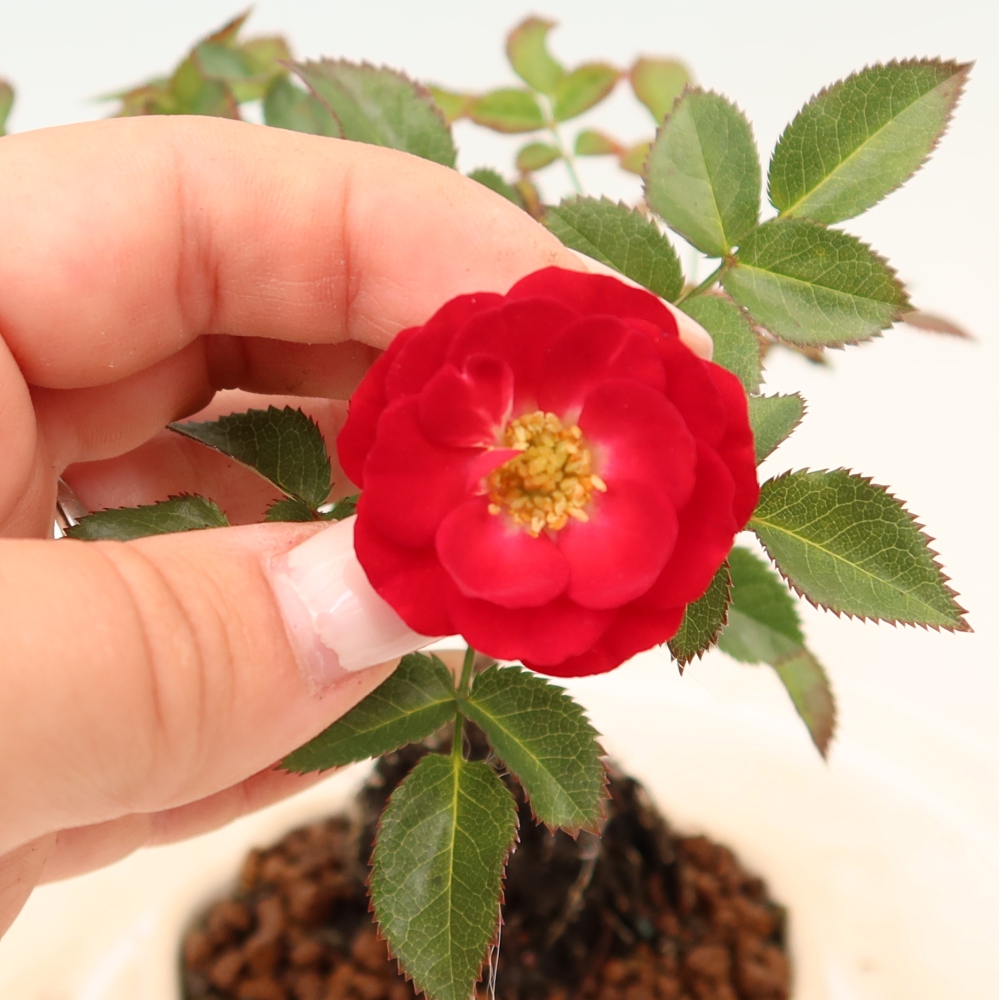 Bonsai da esterno - Rosa Kordes - rosa