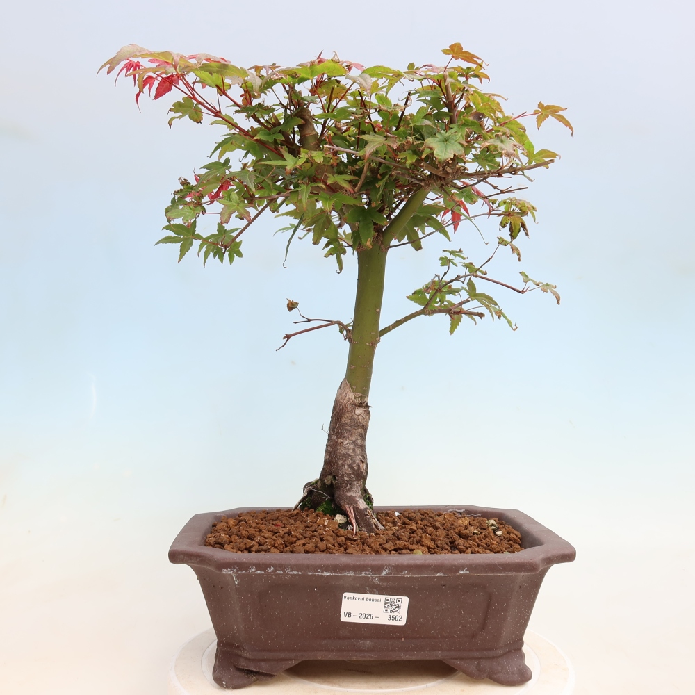 Bonsai da esterno - Acer palmatum DESHOJO