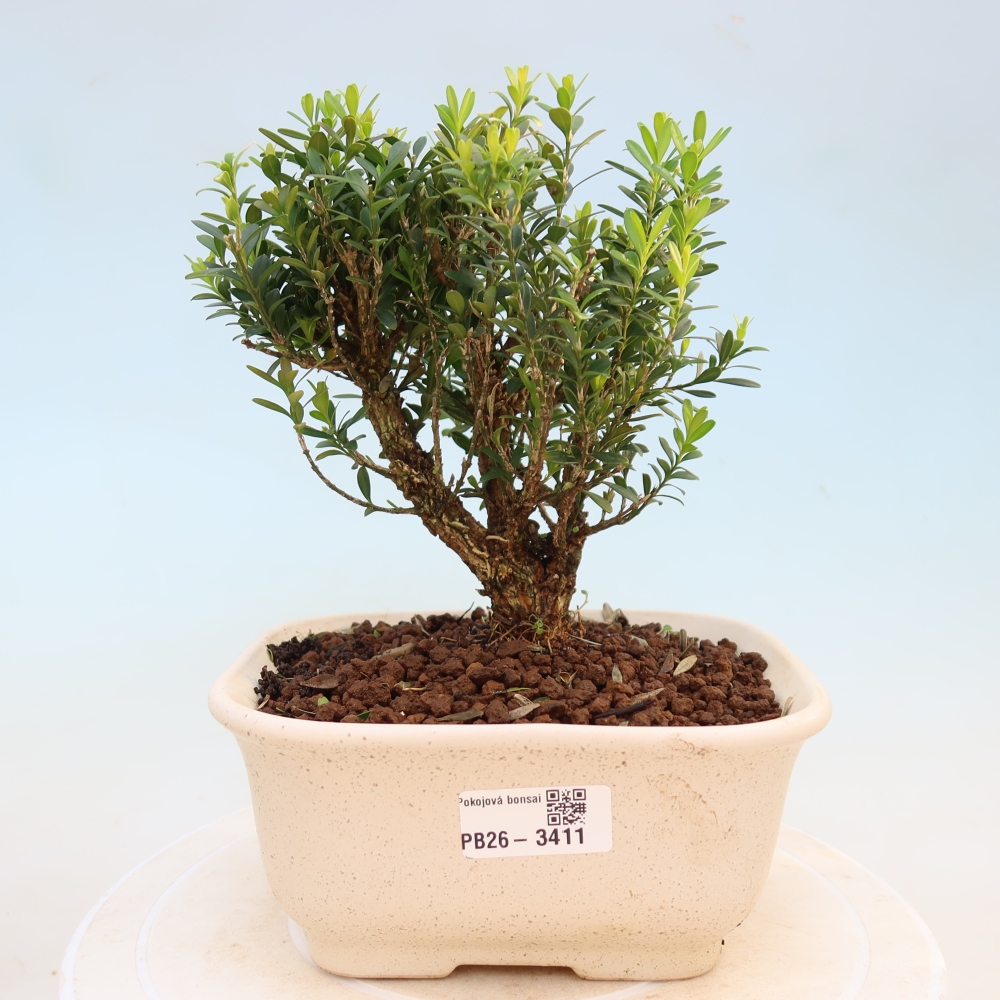 Camera bonsai - Buxus harlandii - buxus da sughero