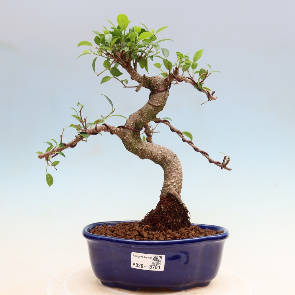 Camera bonsai - Ficus kimmen - ficus a foglie piccole